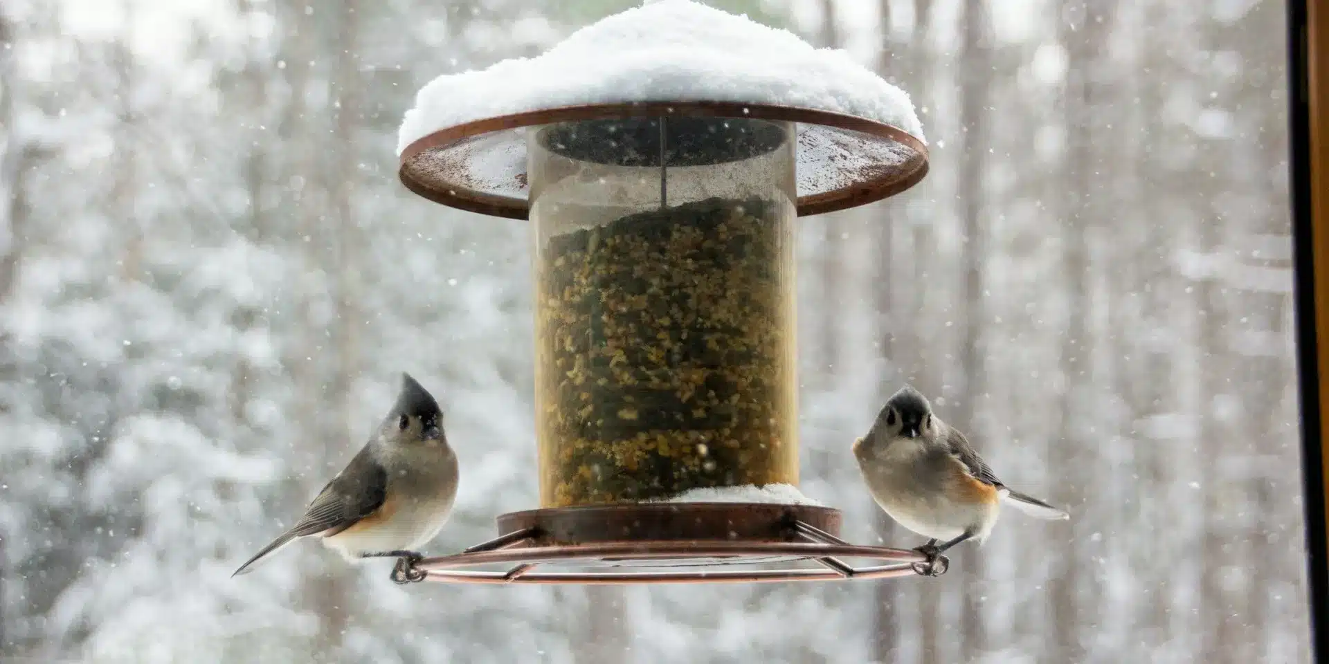 bird feeder