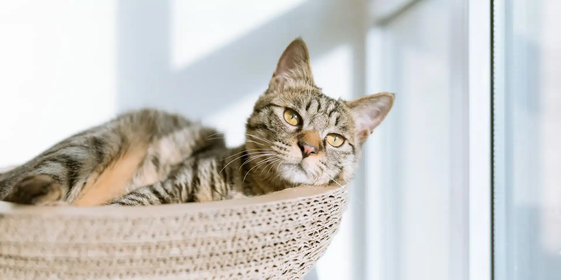cat shelves