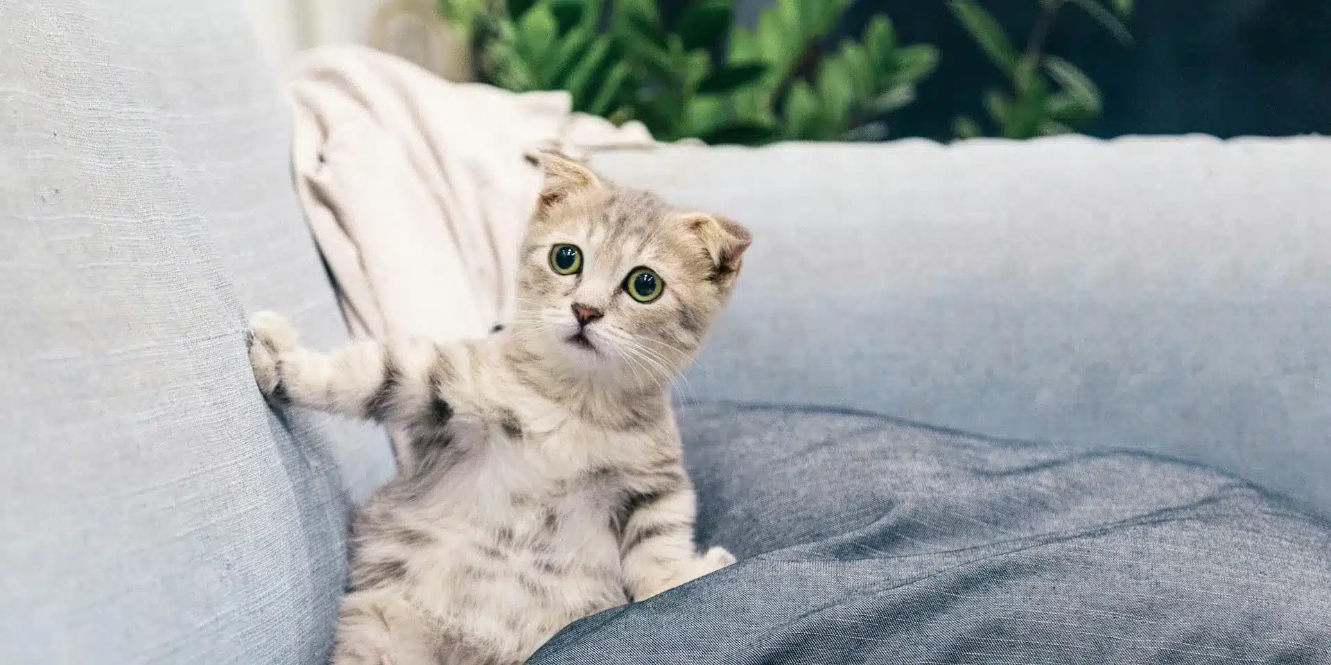 How to Choose Pet Friendly Outoodr Furniture