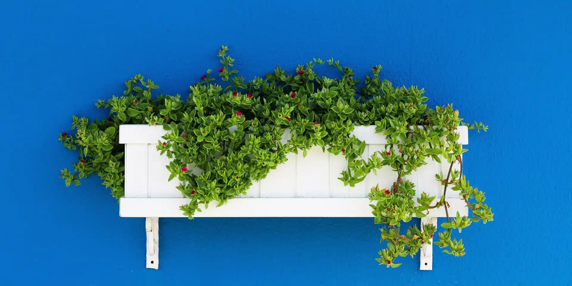 decorate planter pox