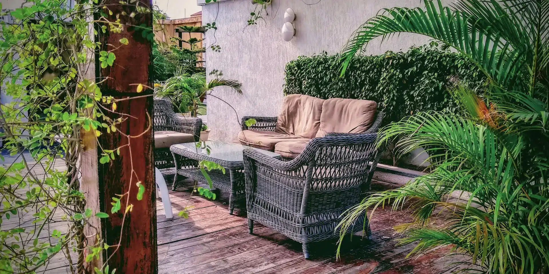 plants Plants
