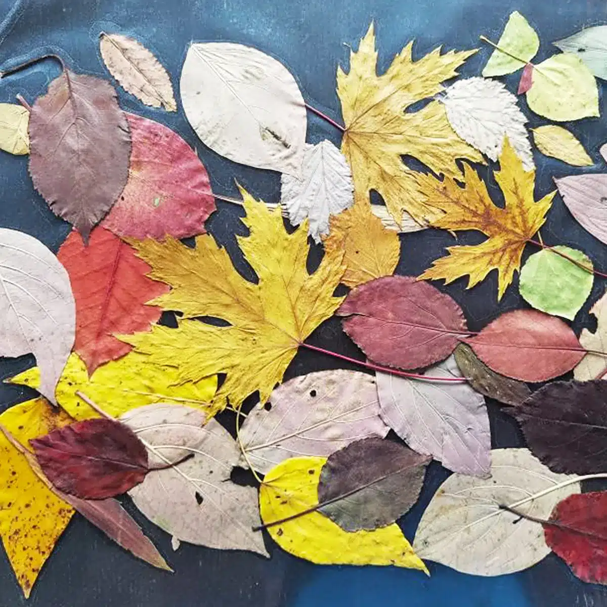 Fall Leaves Placemat