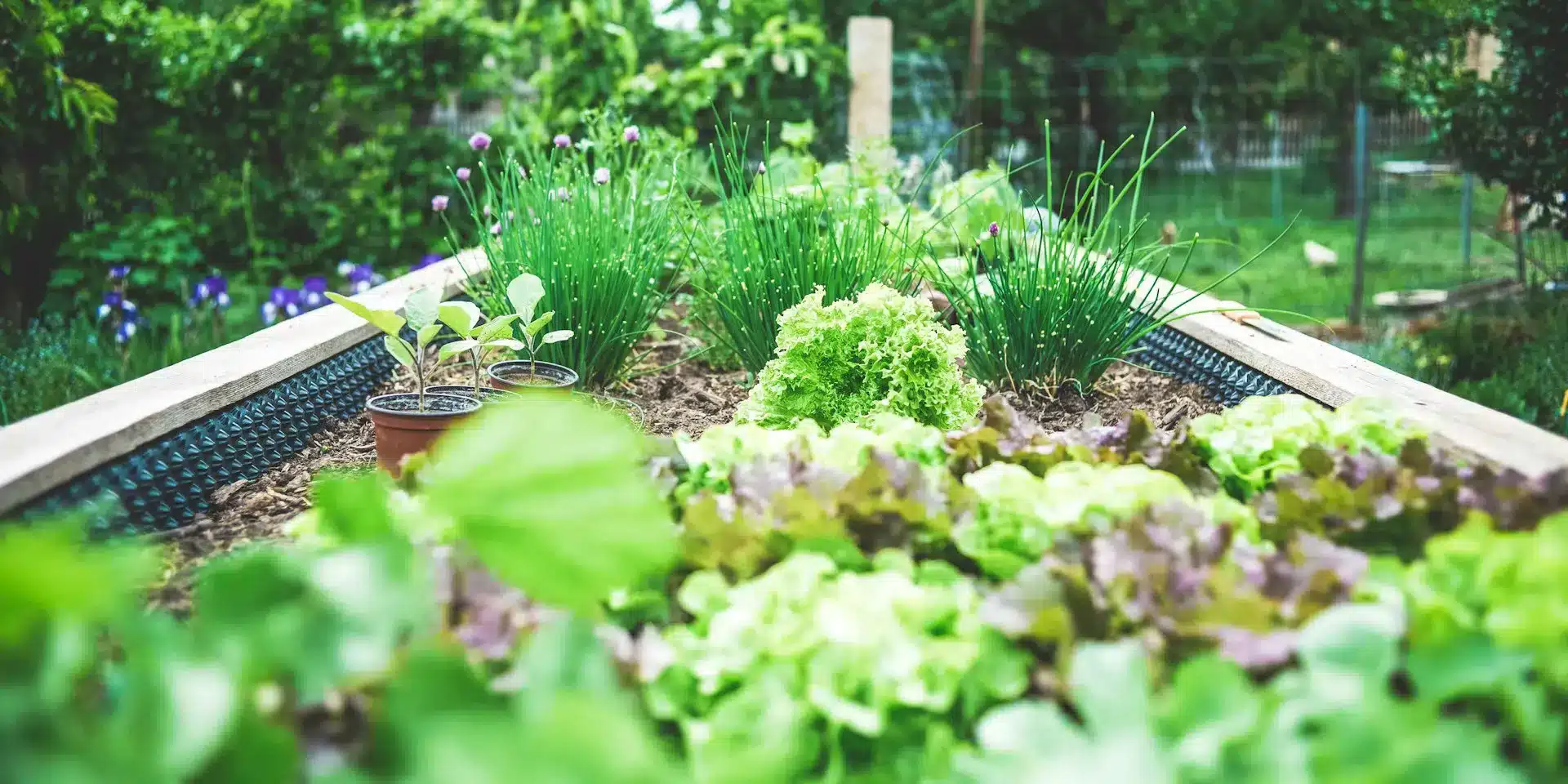 Low-Maintenance Greenery