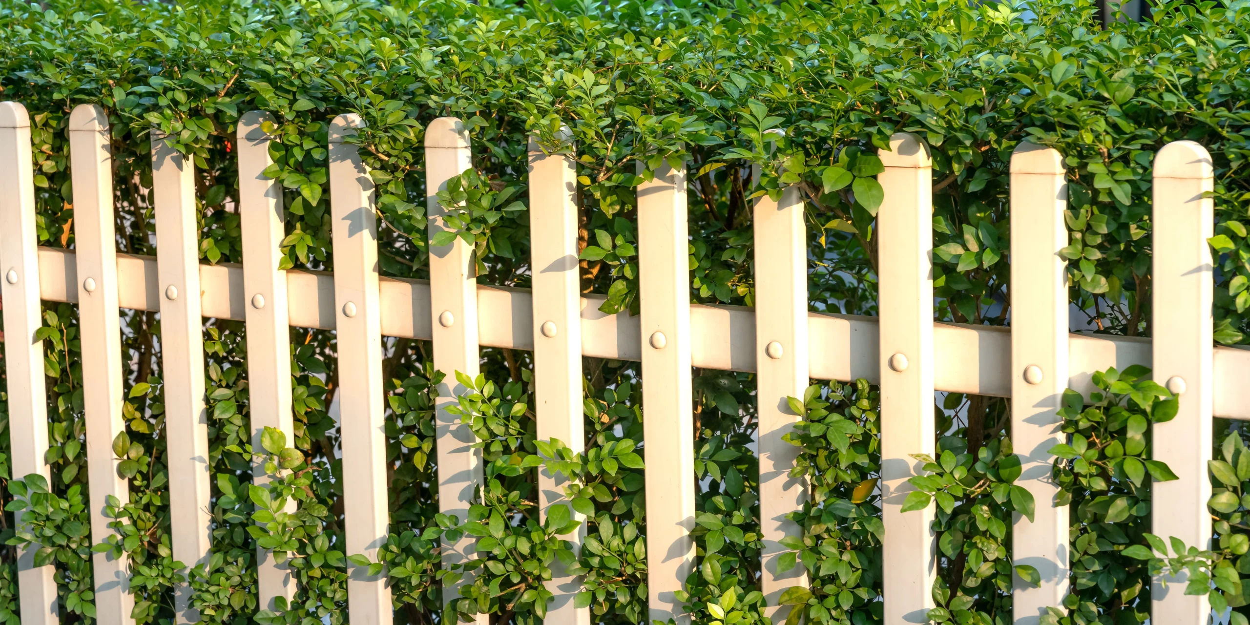 Outdoor Privacy Design
