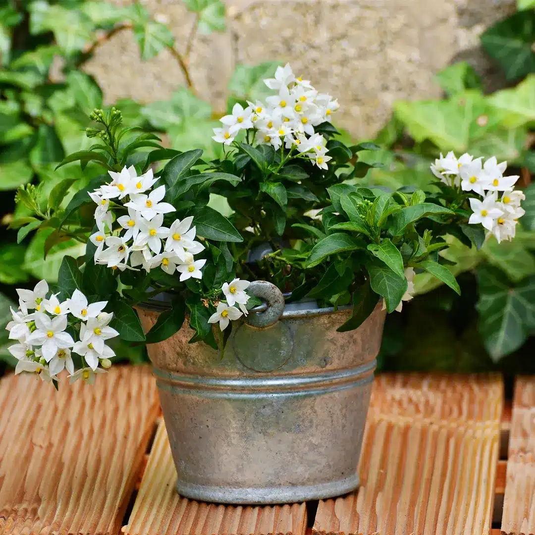 bucket planter Bucket Planter