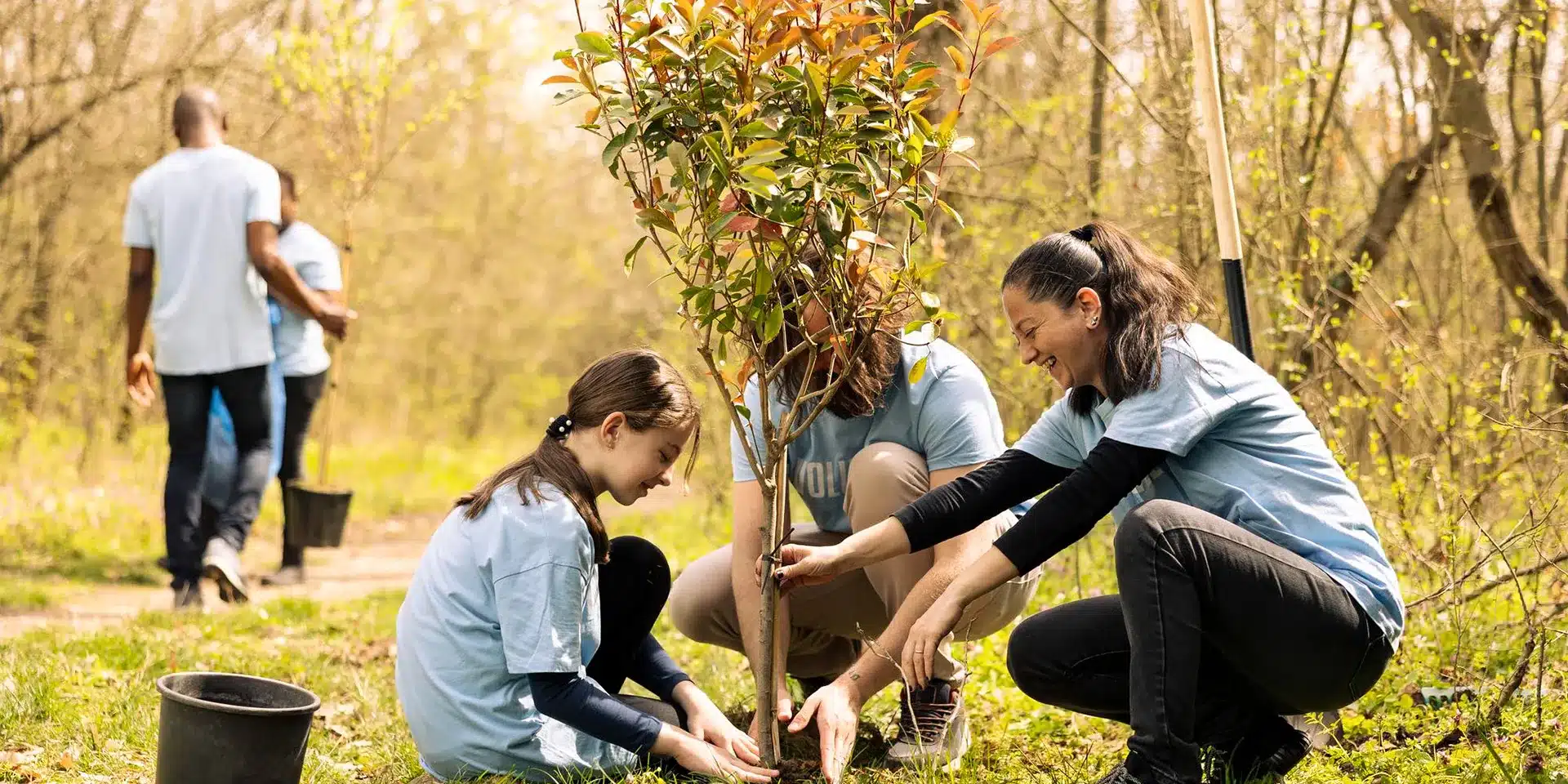 plant a tree