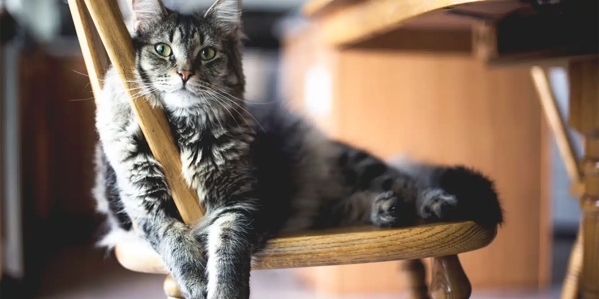 How to Keep Cats Off Outdoor Furniture