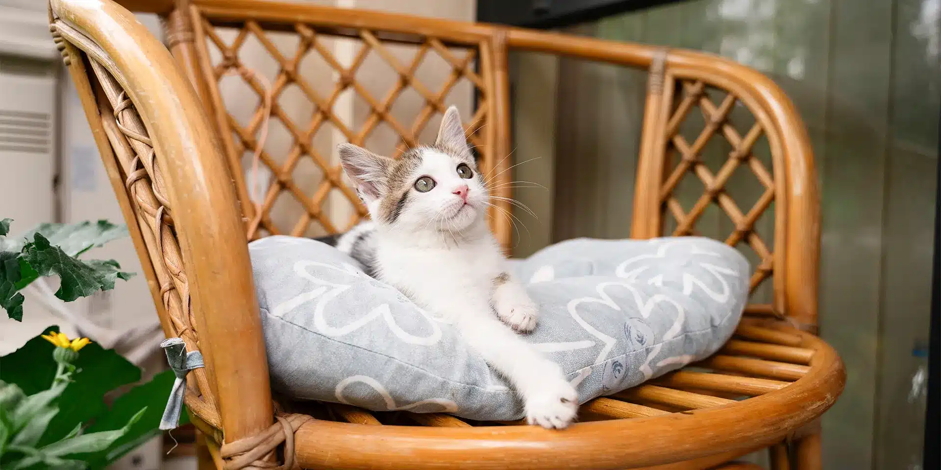 why do cats like outdoor furniture Why Do Cats Like Outdoor Furniture