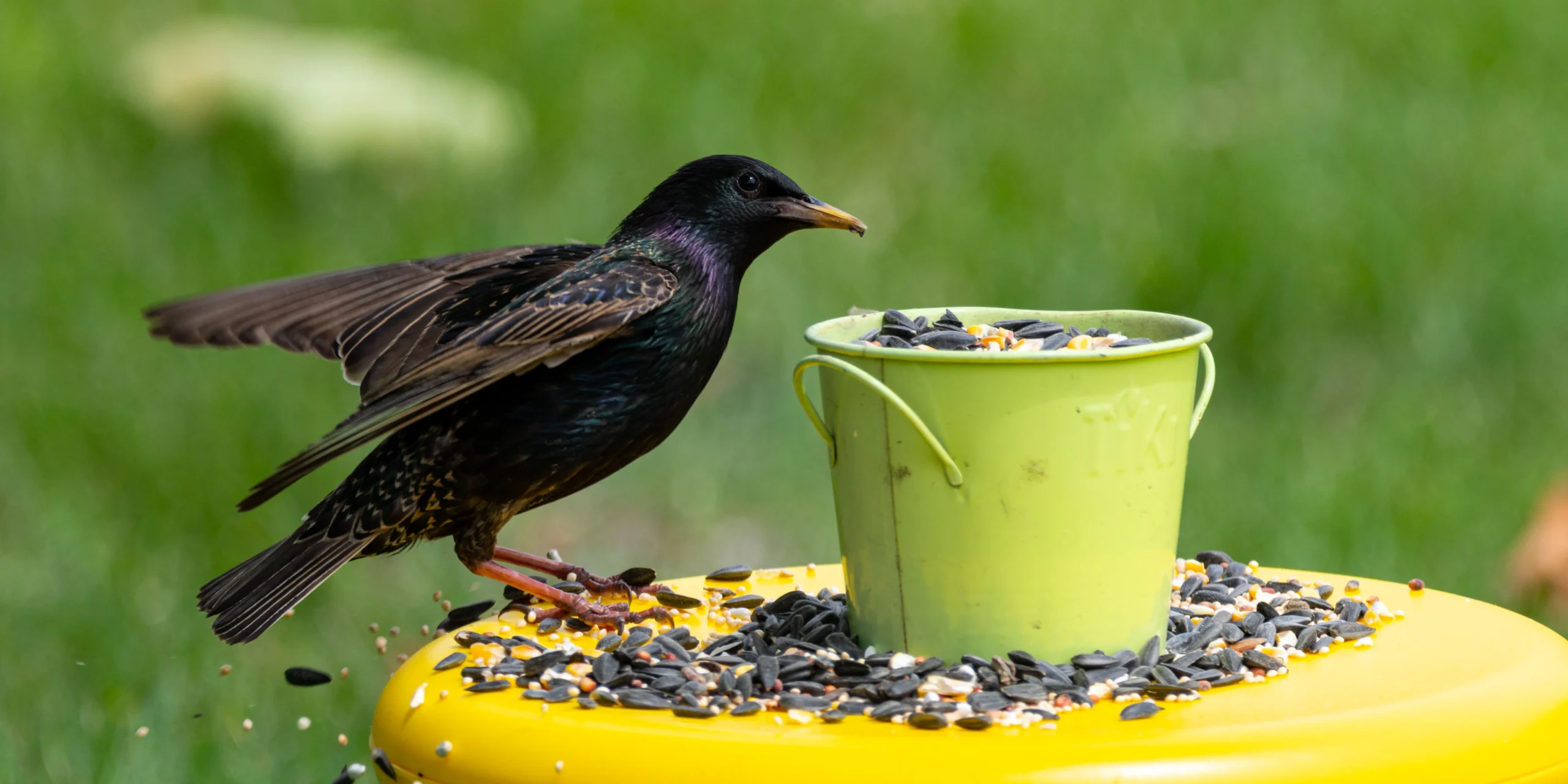 DIY Bird Feeder