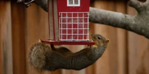 How to Get Rid of Squirrels in Your Yard