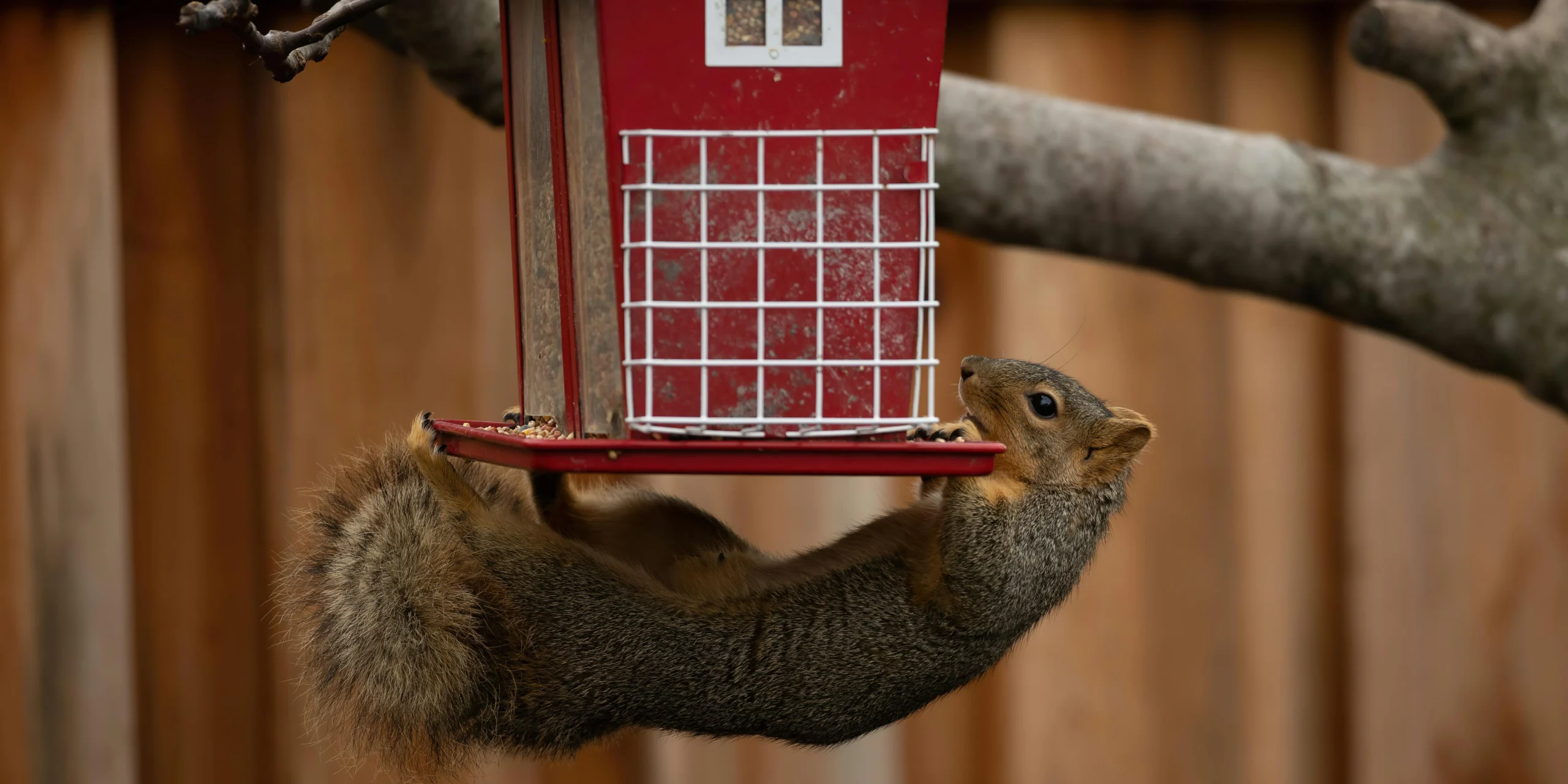 How to Get Rid of Squirrels in Your Yard