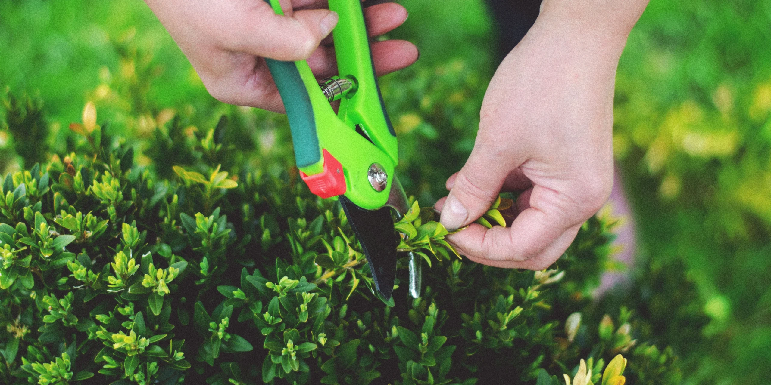 Maintain Backyard Landscapes scaled