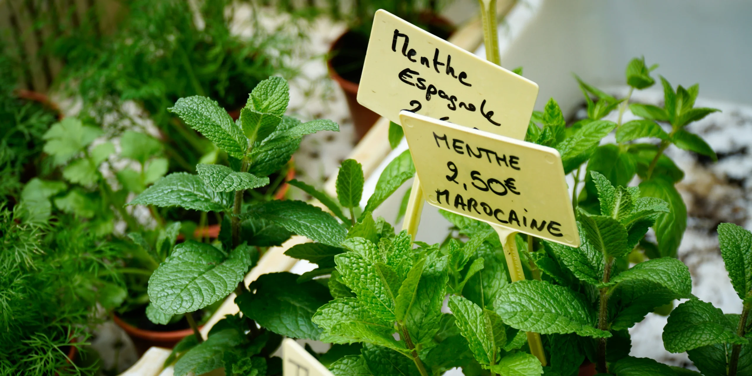Squirrel-Repelling Plants