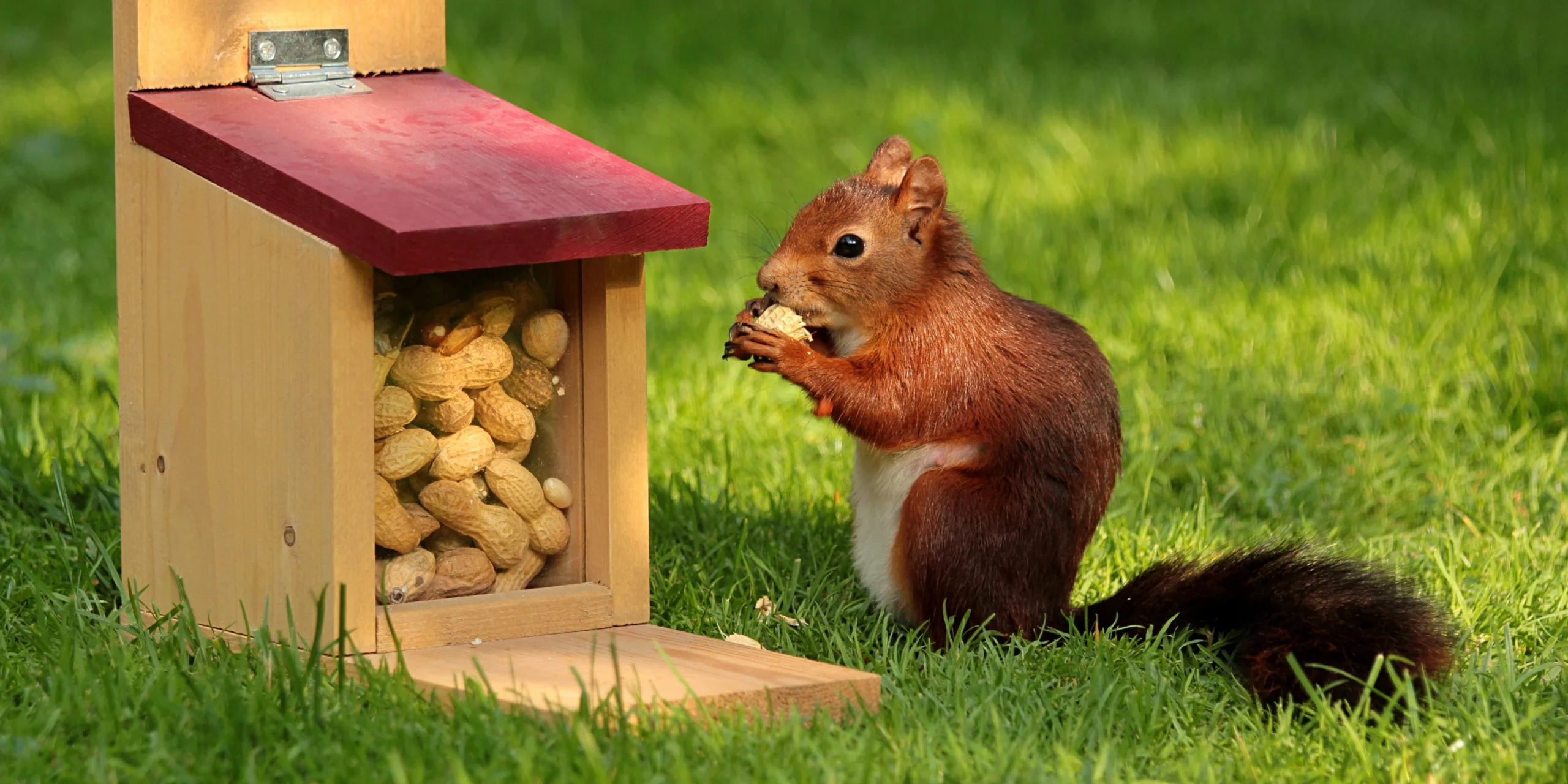 Traps Squirrel Repellent