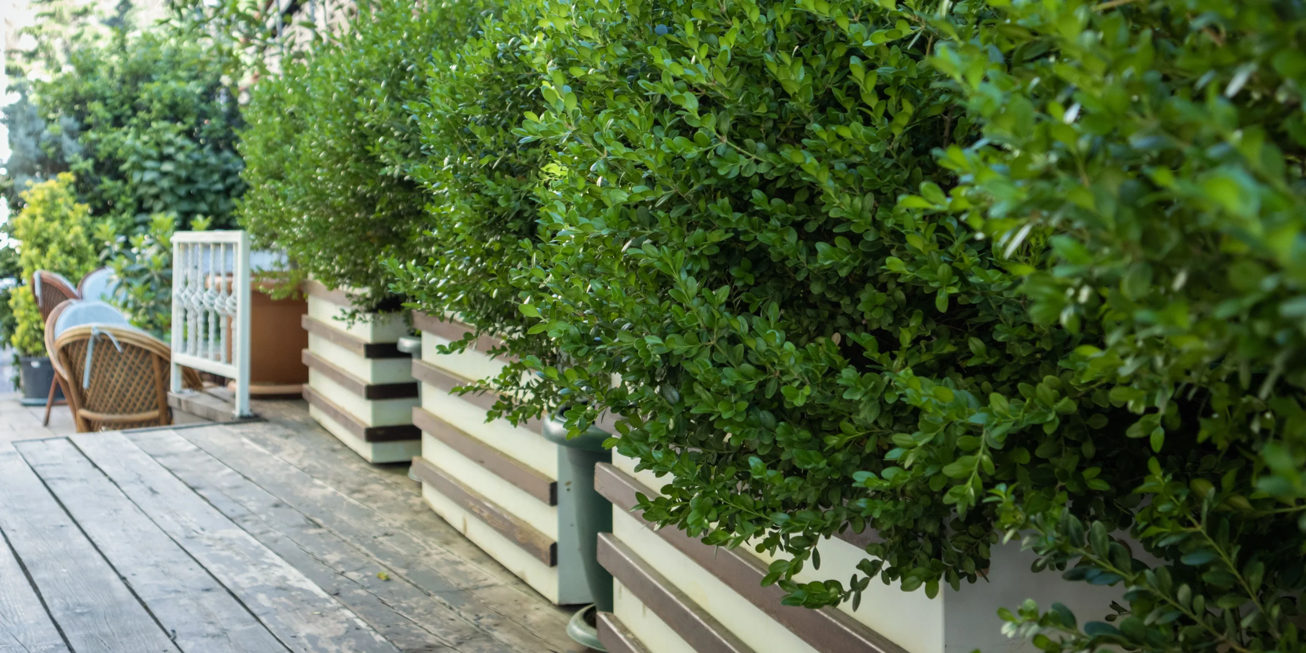 keep Privacy with Greenery